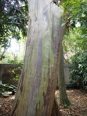 Eucalyptus pellita
