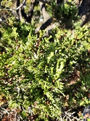 Austrocedrus chilensis