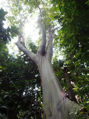 Eucalyptus pellita