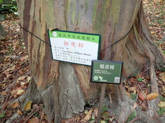 Eucalyptus pellita