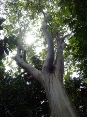 Eucalyptus pellita