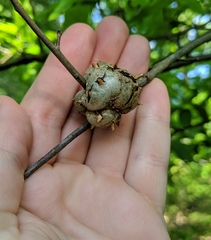 Callirhytis quercuscornigera
