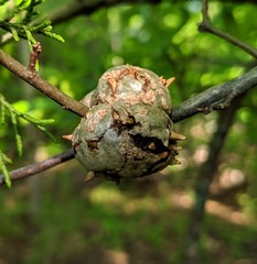 Callirhytis quercuscornigera
