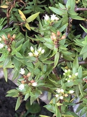 Crassula sarcocaulis