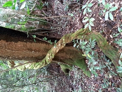 Salacia gerrardii