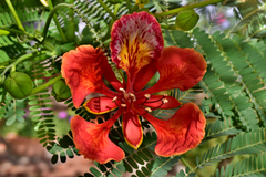 Delonix regia