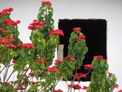 Euphorbia pulcherrima