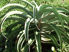 Aloe thraskii