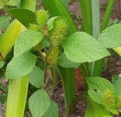 Acalypha arvensis