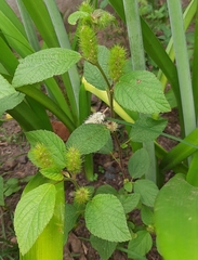 Acalypha arvensis