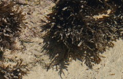 Sargassum incisifolium