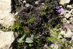 Afroaster perfoliatus