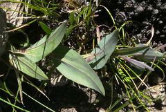Afroaster perfoliatus