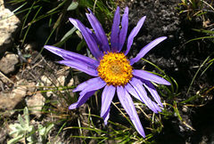 Afroaster perfoliatus