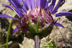Afroaster perfoliatus
