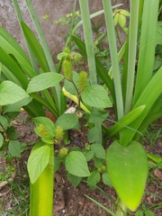Acalypha arvensis