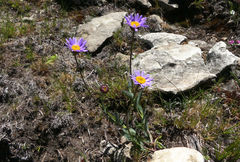 Afroaster perfoliatus
