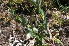 Afroaster perfoliatus