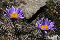 Afroaster perfoliatus