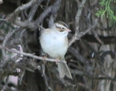 Spizella pallida