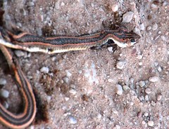 Psammophis leightoni