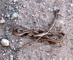 Psammophis leightoni