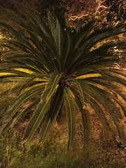 Cycadaceae