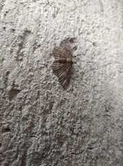 Disclisioprocta stellata