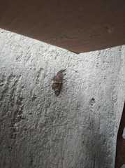 Disclisioprocta stellata
