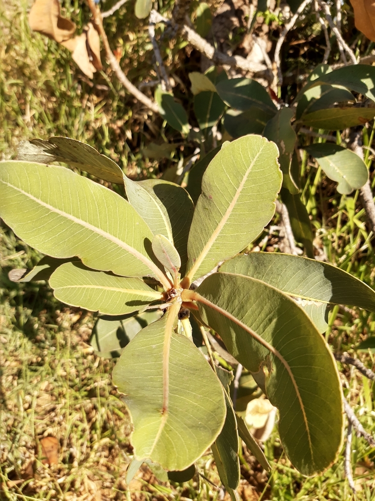 Kielmeyera grandiflora