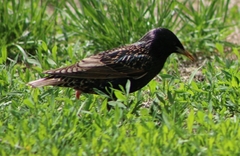 Sturnus vulgaris