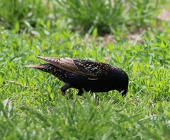 Sturnus vulgaris