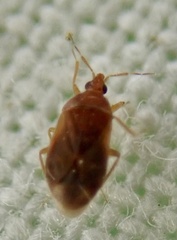 Cardiastethus fasciiventris