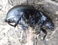Tenebrionidae