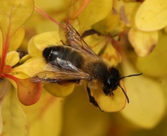 Andrena nigroaenea