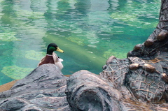 Anas platyrhynchos