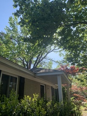 Nycticorax nycticorax