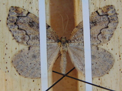 Spodolepis substriataria