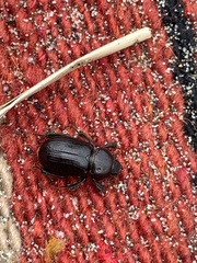 Platyceroides keeni
