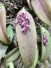 Acianthera breedlovei