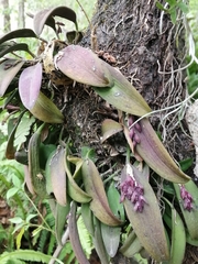 Acianthera breedlovei