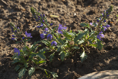 Veronica schmidtiana