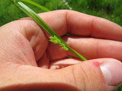 Carex grisea
