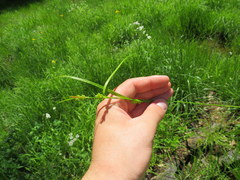 Carex grisea