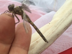 Neurocordulia yamaskanensis