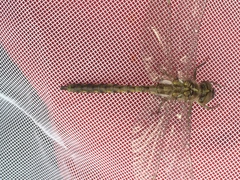 Neurocordulia yamaskanensis