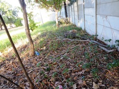 Alstroemeria psittacina