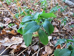 Alstroemeria psittacina