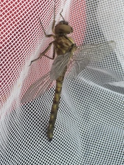 Neurocordulia yamaskanensis