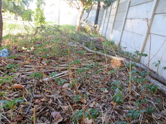 Alstroemeria psittacina